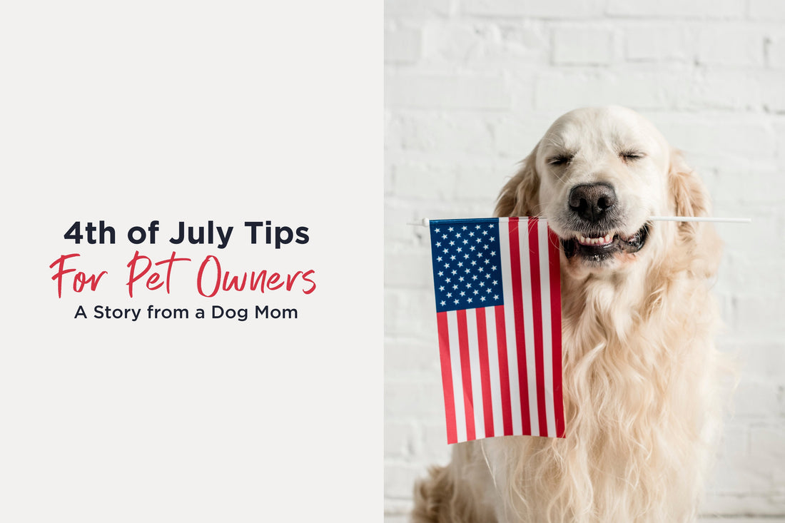 Dog holding an american flag