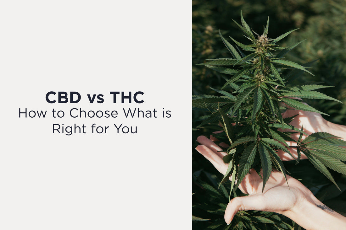 CBD or THC: How to Choose What is Right for You