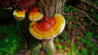 What Are Adaptogenic Mushrooms? A Complete Beginner's Guide