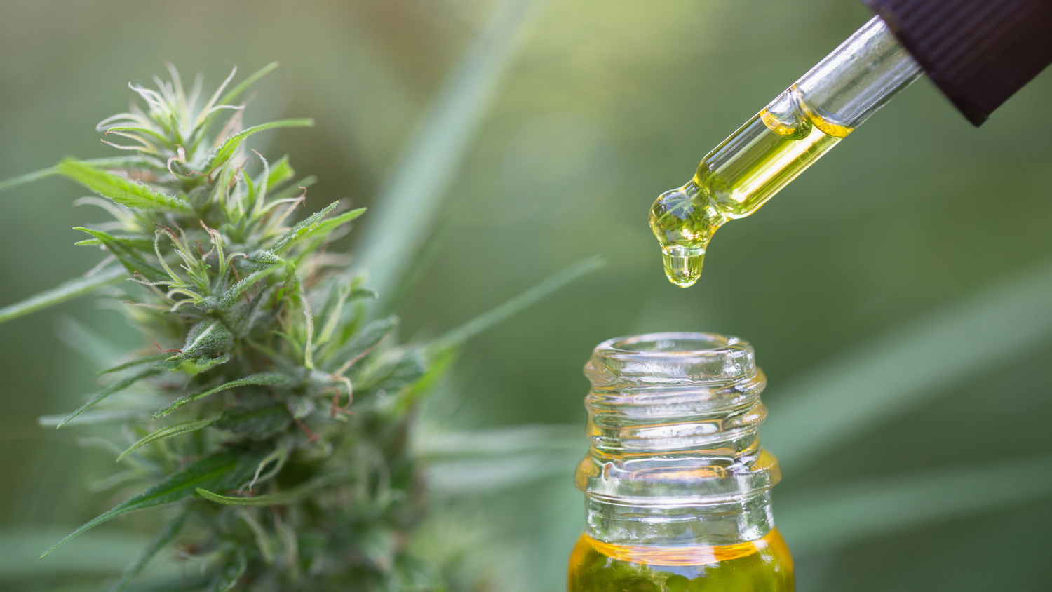 Dropper with CBD oil on Hemp flower background