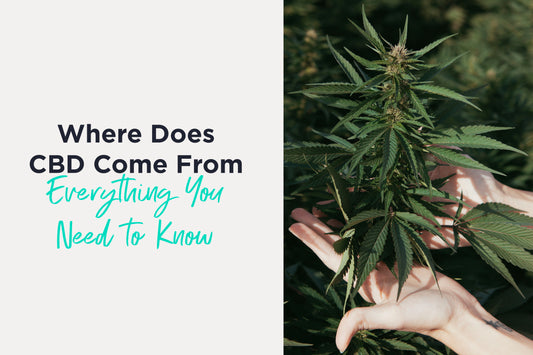 Where Does CBD Come From