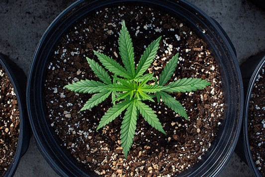 The confusion is real, here's your CBD Download